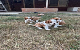 Cavalier King Charles Spaniel dogs for sale: Tested-clear cavalier king charles spaniels - Image 5