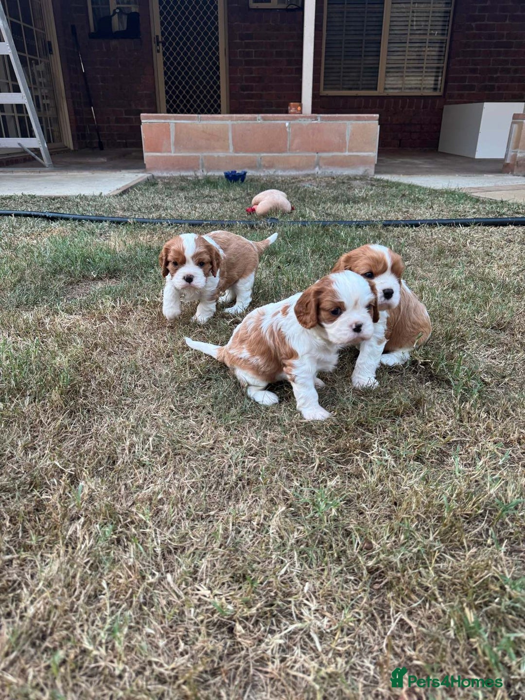 Cavalier King Charles Spaniel dogs for sale: Tested-clear cavalier king charles spaniels - Image 5