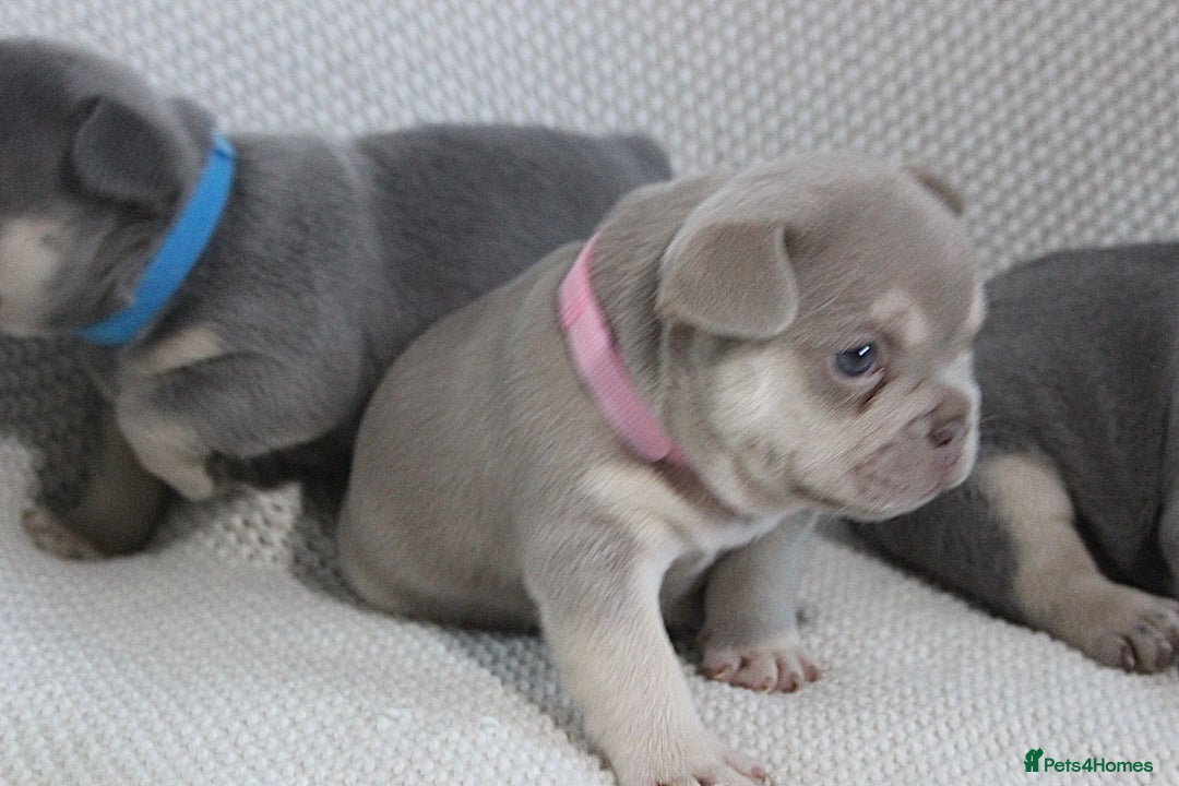 French Bulldog dogs for sale: Last 1 available,New shade Isabella French bulldog - Advert 16