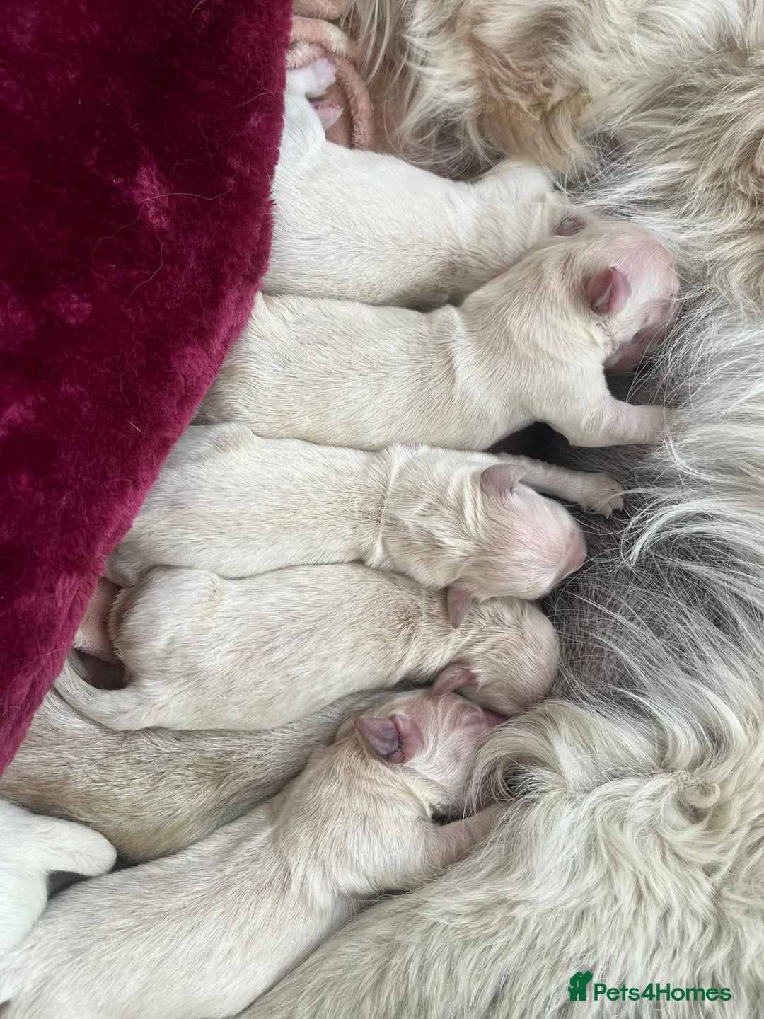 Golden Retriever dogs for sale: Beautiful KC registered golden retrievers - Image 4