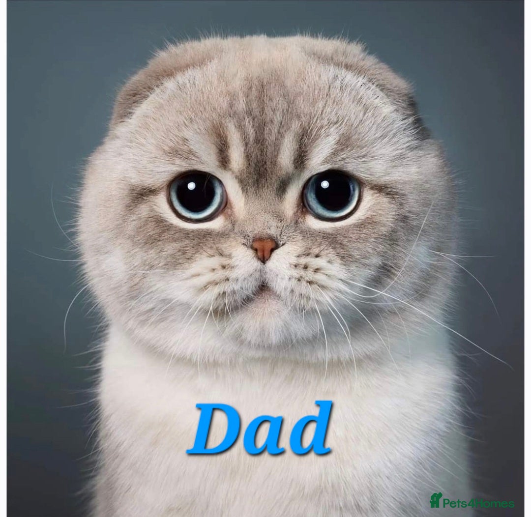 Scottish Fold cats for sale: Scottish Fold/Straight kittens  - Advert 8