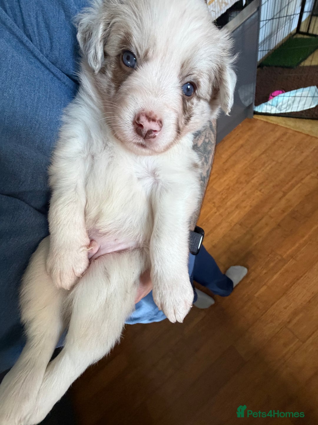 Border Collie dogs for sale: Red & white tri merle border collie puppies - Advert 3