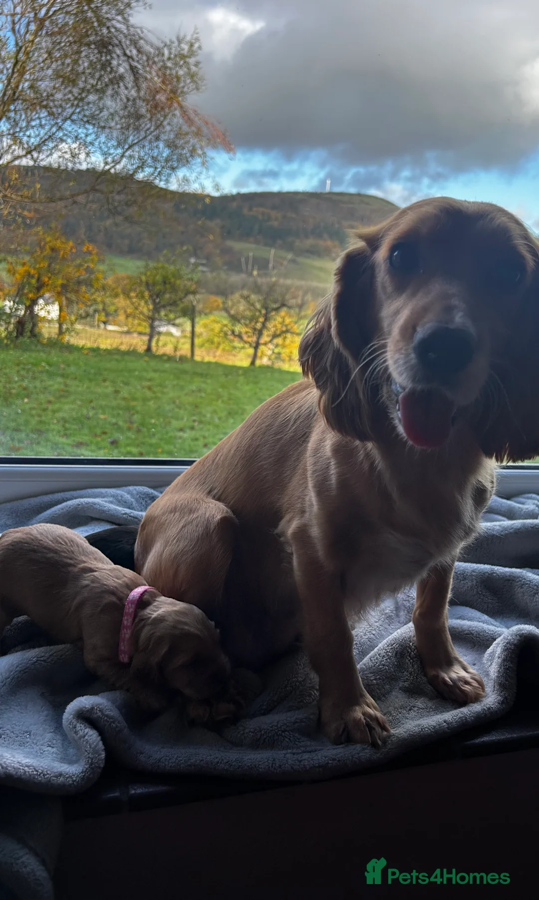 Cocker Spaniel dogs for sale: ✨ Cuddles Await from our Cocker Spaniel Pups  - Advert 23