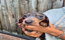 Miniature Dachshund dogs for sale: Miniature dachshund puppies  - Image 18