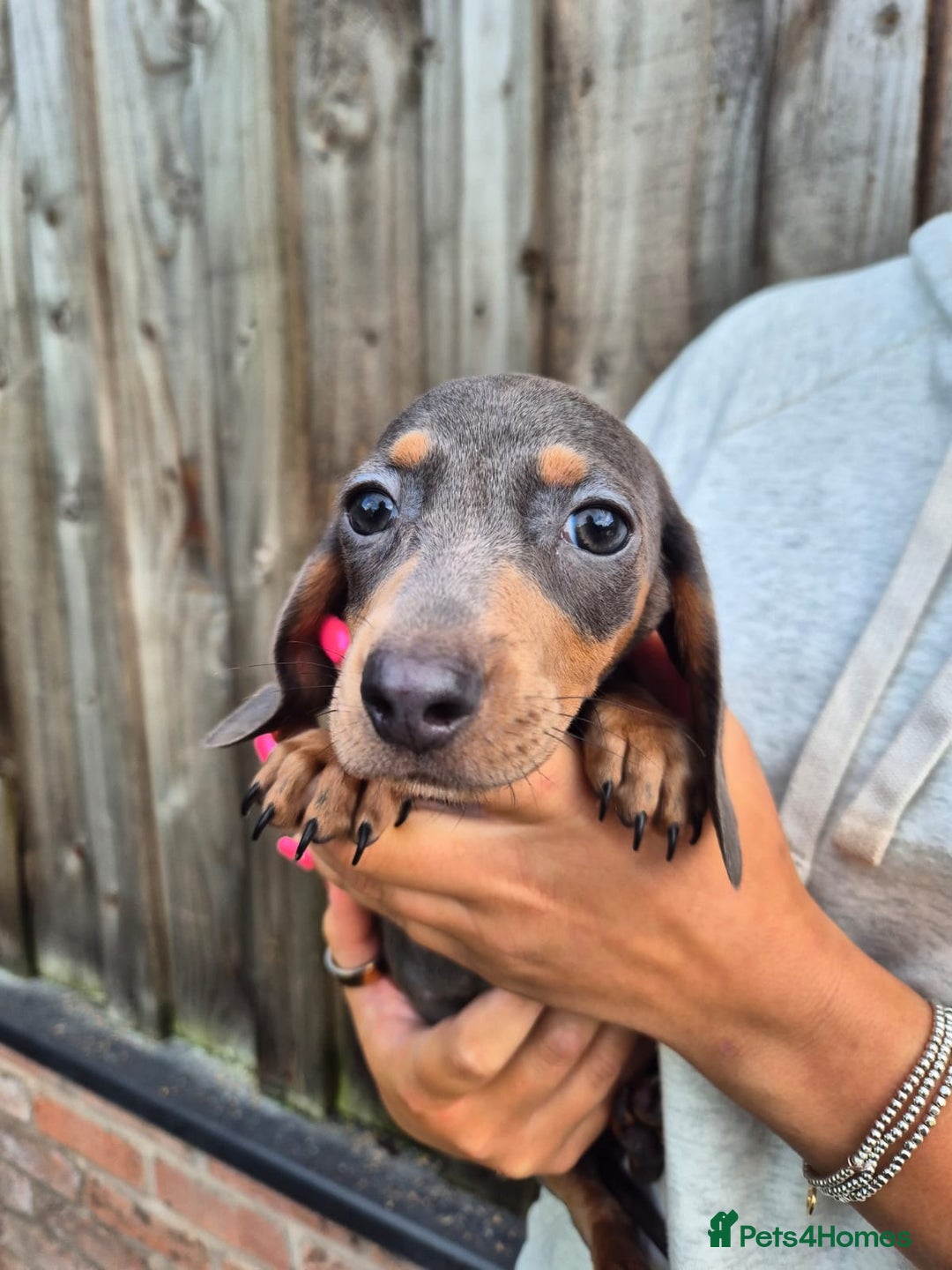 Miniature Dachshund dogs for sale: Miniature dachshund puppies  - Image 18