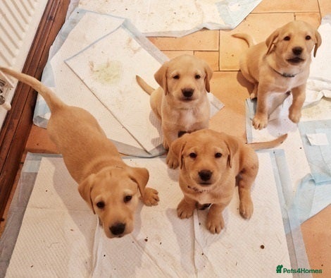Labrador Retriever dogs Top labrador retriever boy ready for his new home in Birmingham - Advert 1