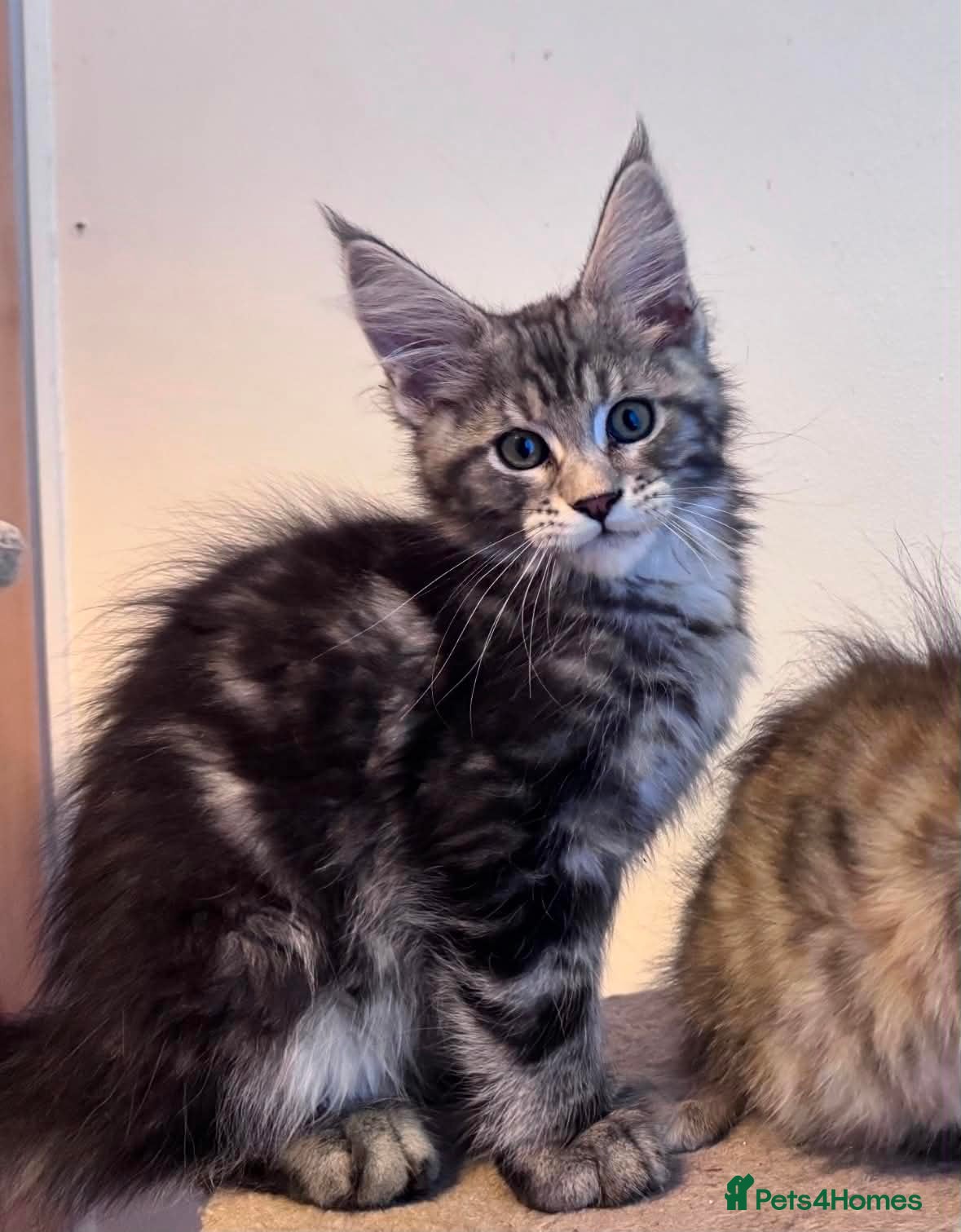 Maine Coon cats Maine Coon active kittens - Advert 7