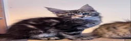 Maine Coon cats for sale: Maine Coon active kittens - Advert 1