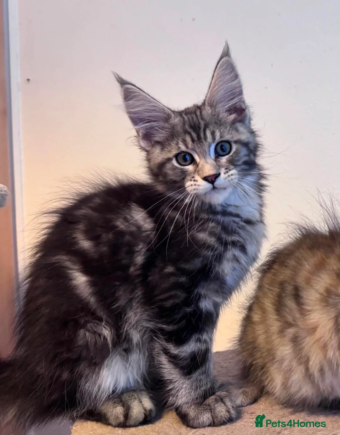 Maine Coon cats for sale: Maine Coon active kittens - Advert 1