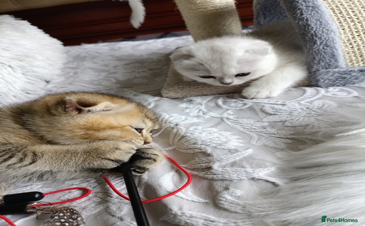 British Shorthair cats - Advert 14
