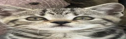 British Shorthair cats for sale: British Shorthair Silver Tabby & Chocolate Tabby - Advert 22