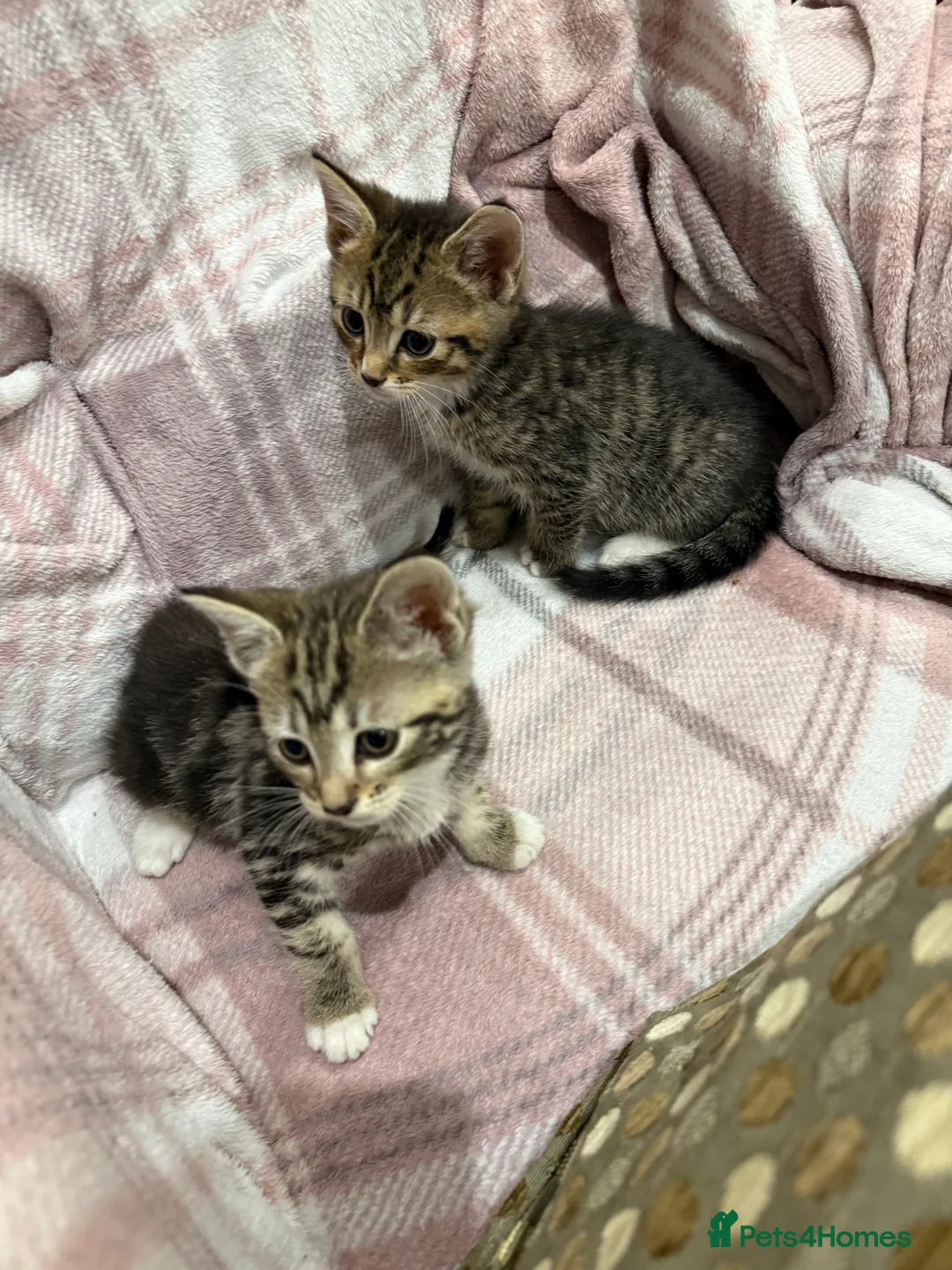 Mixed Breed cats for sale: Mixed breed kittens  - Advert 7