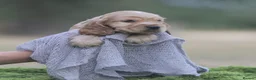 Cocker Spaniel dogs for sale: Quality show type puppies by Mango  - Advert 7