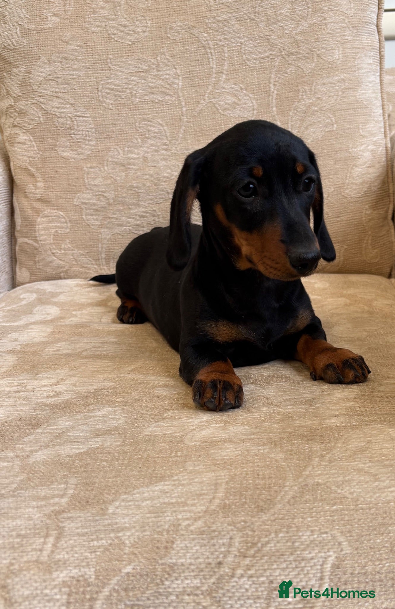 Miniature Dachshund dogs True to type miniature daschund  - Advert 2