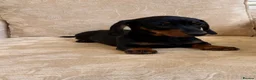 Miniature Dachshund dogs for sale: True to type miniature daschund  - Advert 2