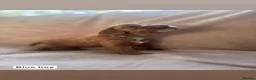 Cockapoo dogs for sale: Cockapoo F1b non moulting health tested - Advert 5