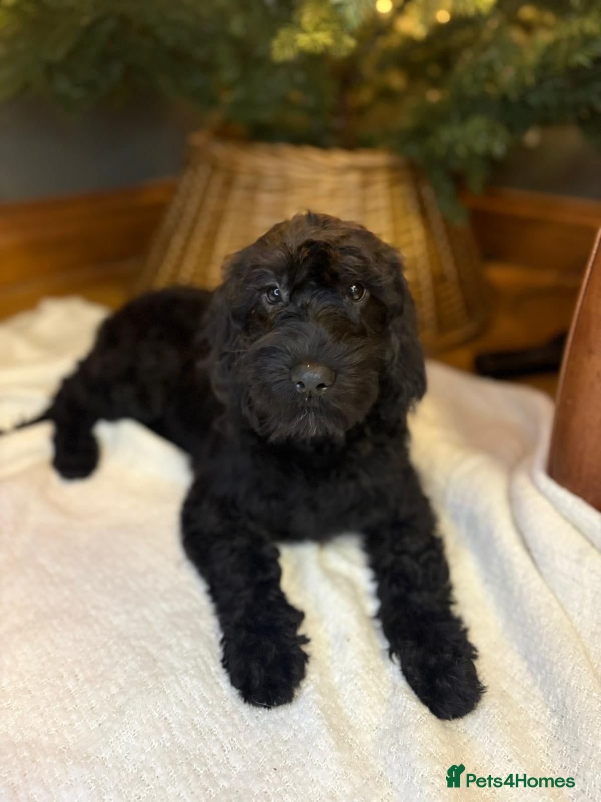 Labradoodle dogs Labradoodle  - Advert 2