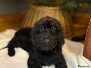 Labradoodle dogs Labradoodle - Advert 6