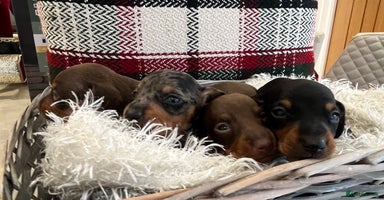 Miniature Dachshund dogs - Advert 12