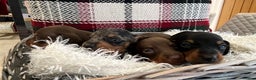 Miniature Dachshund dogs for sale: Beautiful true kc reg miniature dachshunds - Advert 4