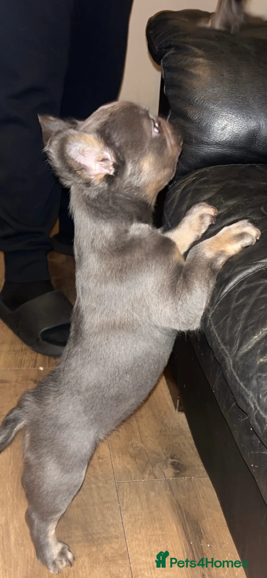 French Bulldog dogs for sale: Male fluffy frenchie - Advert 9