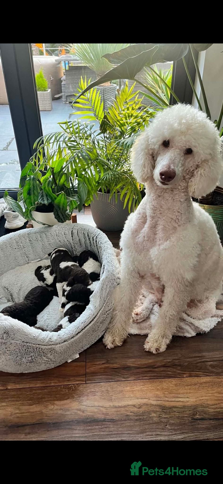 Standard Poodle dogs Beautiful parti colour phantom Standard Poodles  - Advert 9