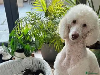 Standard Poodle dogs Beautiful parti colour phantom Standard Poodles - Advert 16
