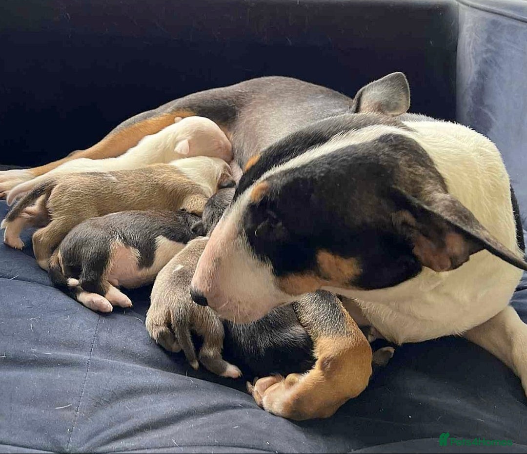 English Bull Terrier dogs for sale: Outstanding standard Bull terrier boys available  - Advert 7