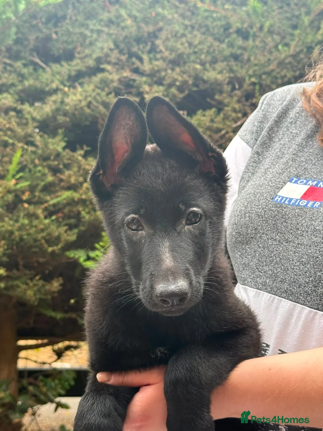 German Shepherd dogs for sale: Beautiful black German shepherd puppy  - Advert 3