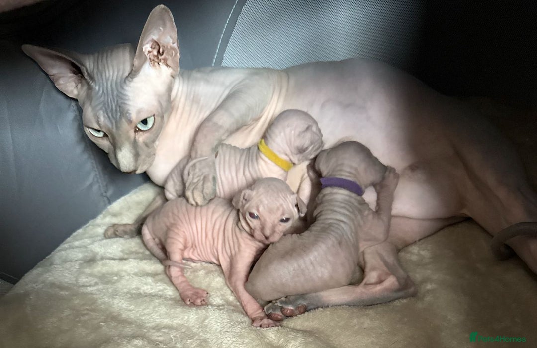 Sphynx cats for stud: Sphynx boy for stud  in Southampton - Advert 34