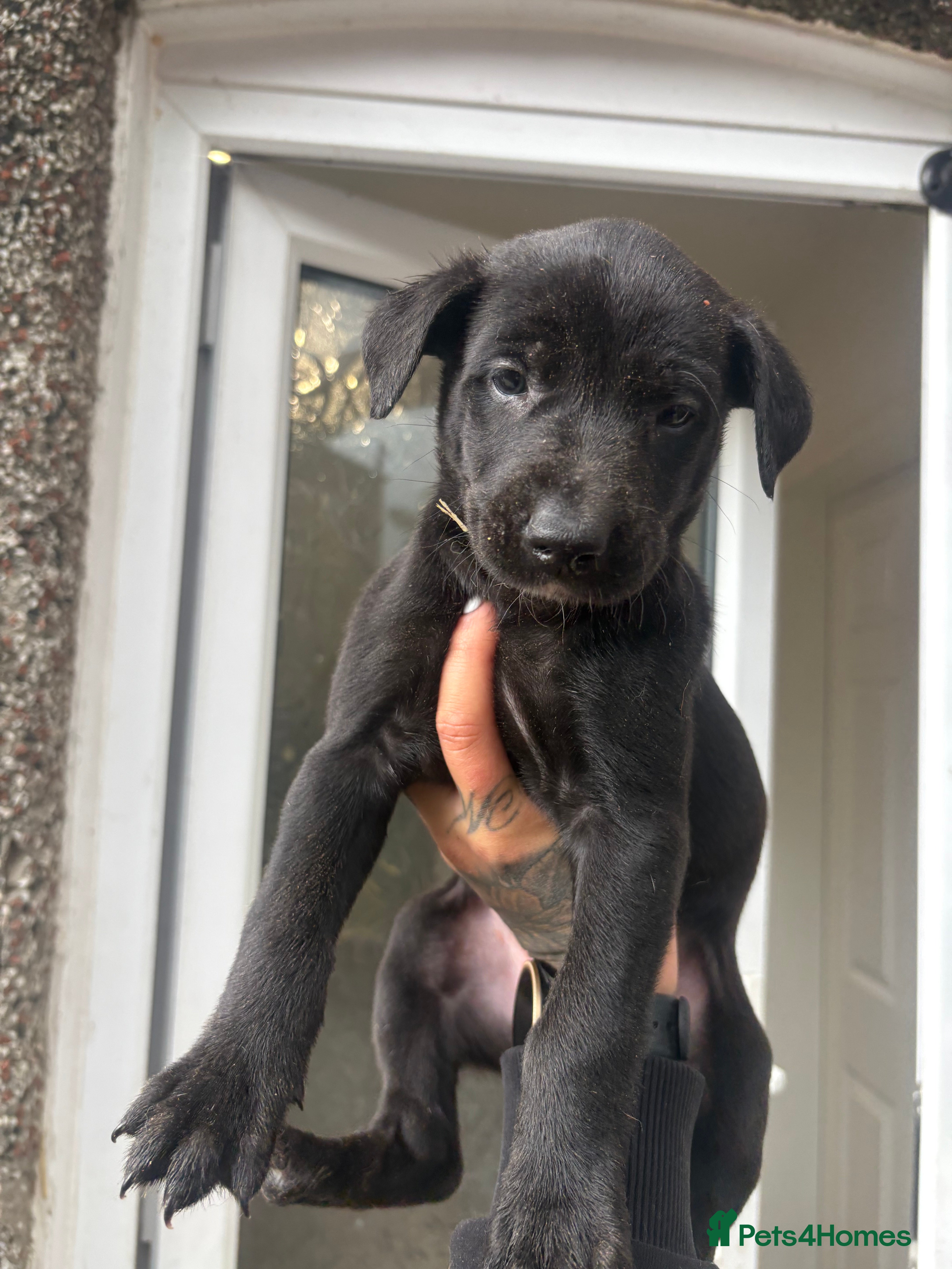 Lurcher dogs Lurcher pups  - Advert 2