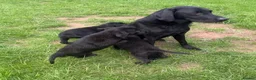Labrador Retriever dogs for sale: Excellent breed KC labs fendawood Harold  lines  - Advert 15