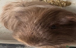 Guinea Pig rodents for sale: Male Guinea Pigs - Image 3