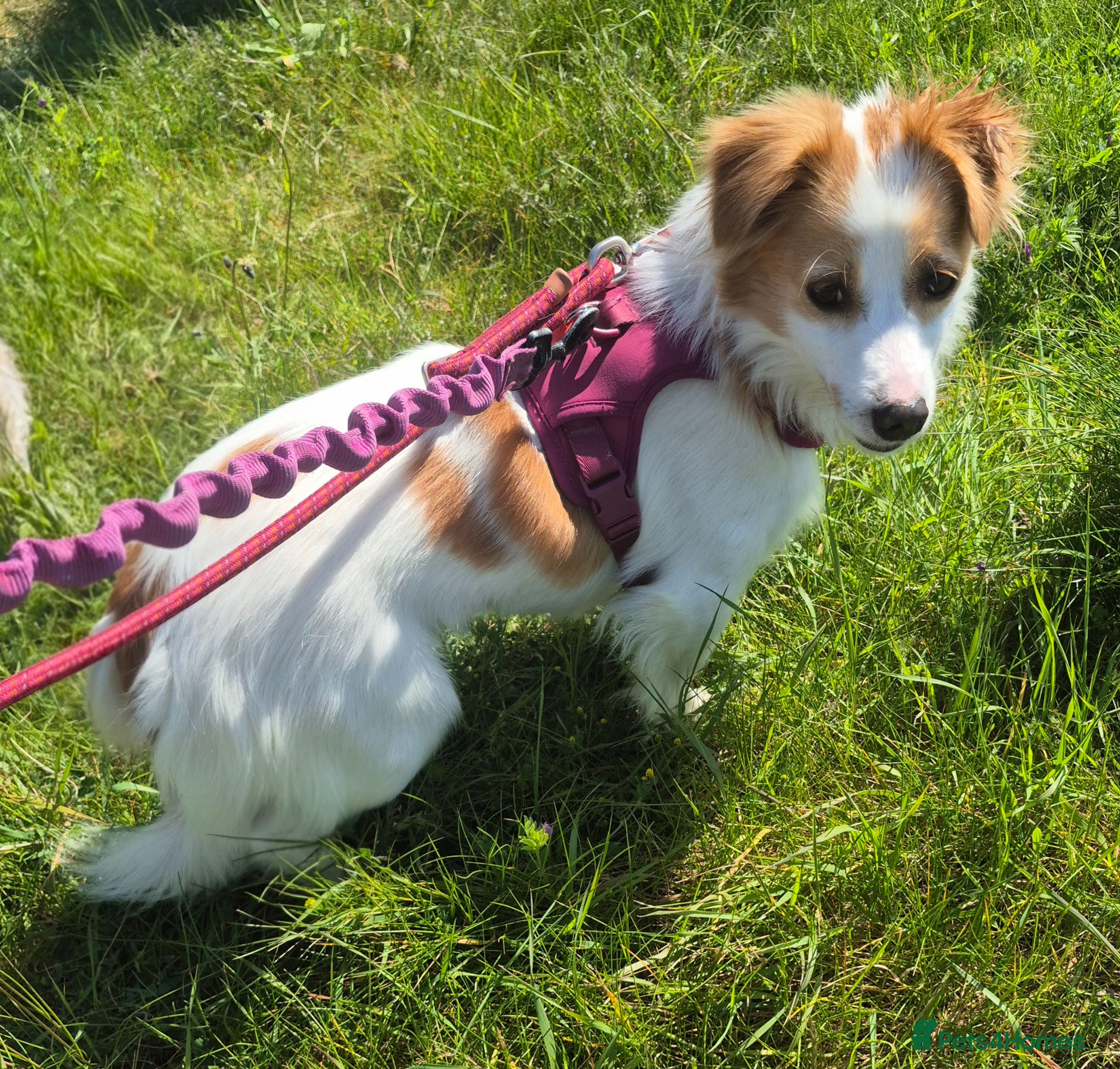 Mixed Breed dogs SARA! - Advert 1