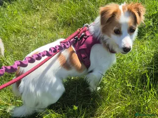 Mixed Breed dogs SARA! - Advert 1