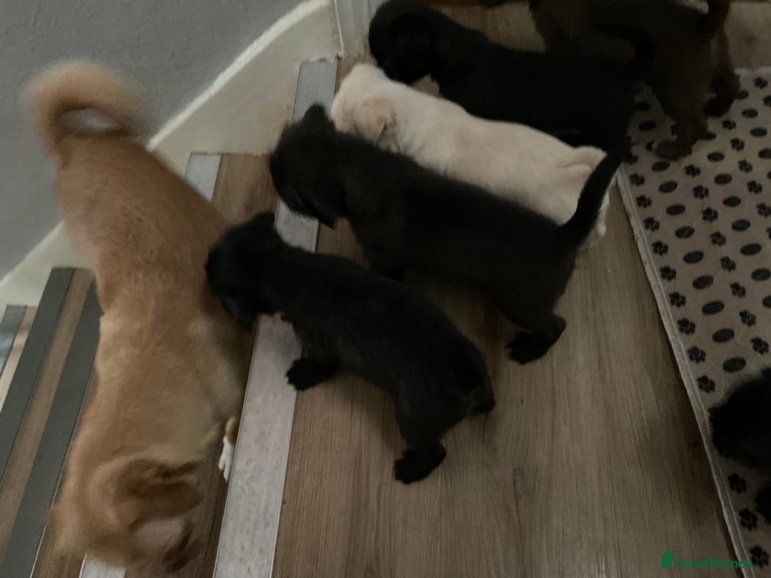Mixed Breed dogs for sale: ADORABLE LITTER OF SHIH TZU/CHIHUAHUAS - Image 13