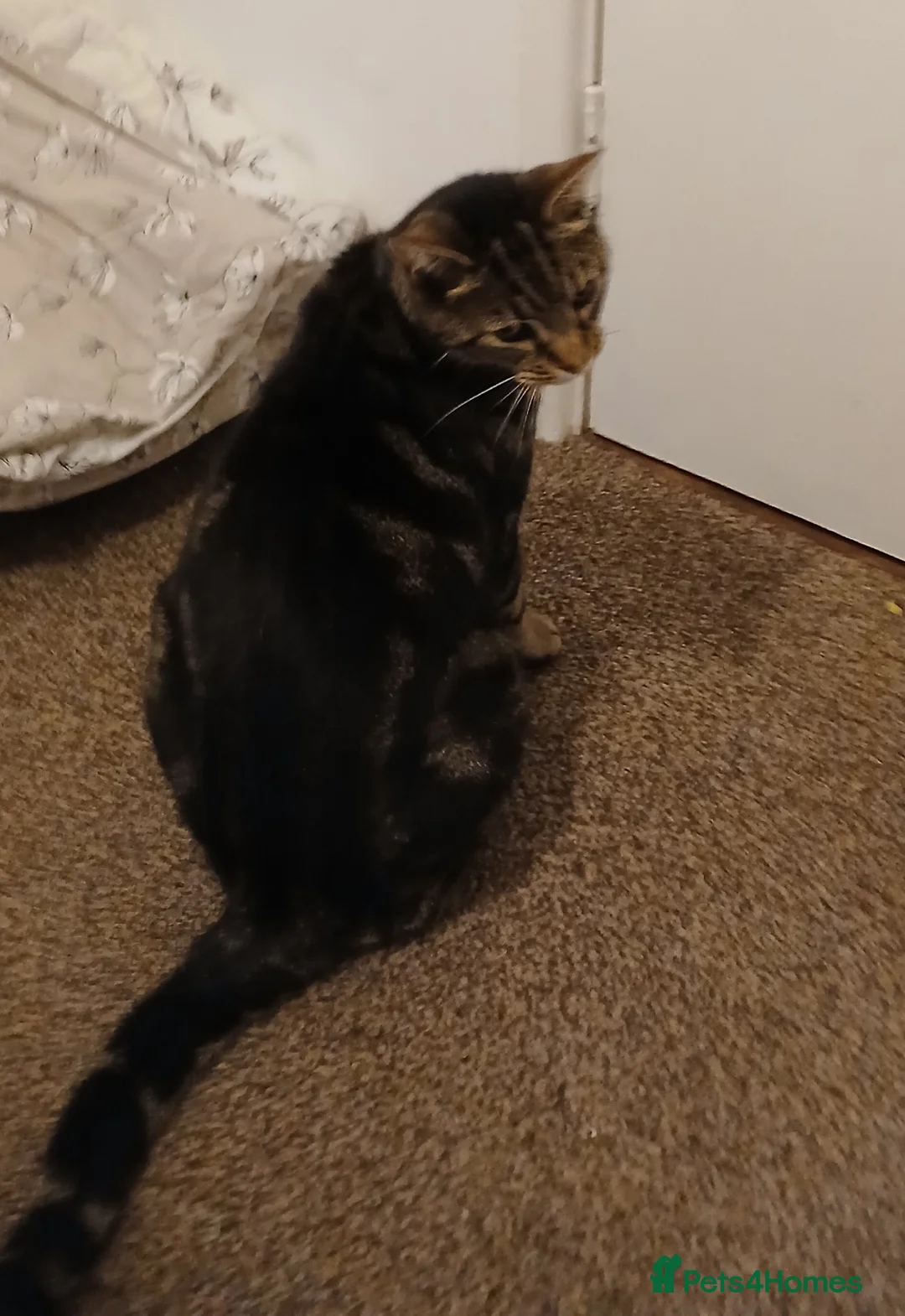 Mixed Breed cats for sale: Male Tabby aged 9 - Advert 2