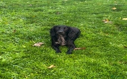 Cocker Spaniel dogs for sale: Adorable cocker spaniel puppies - Image 17