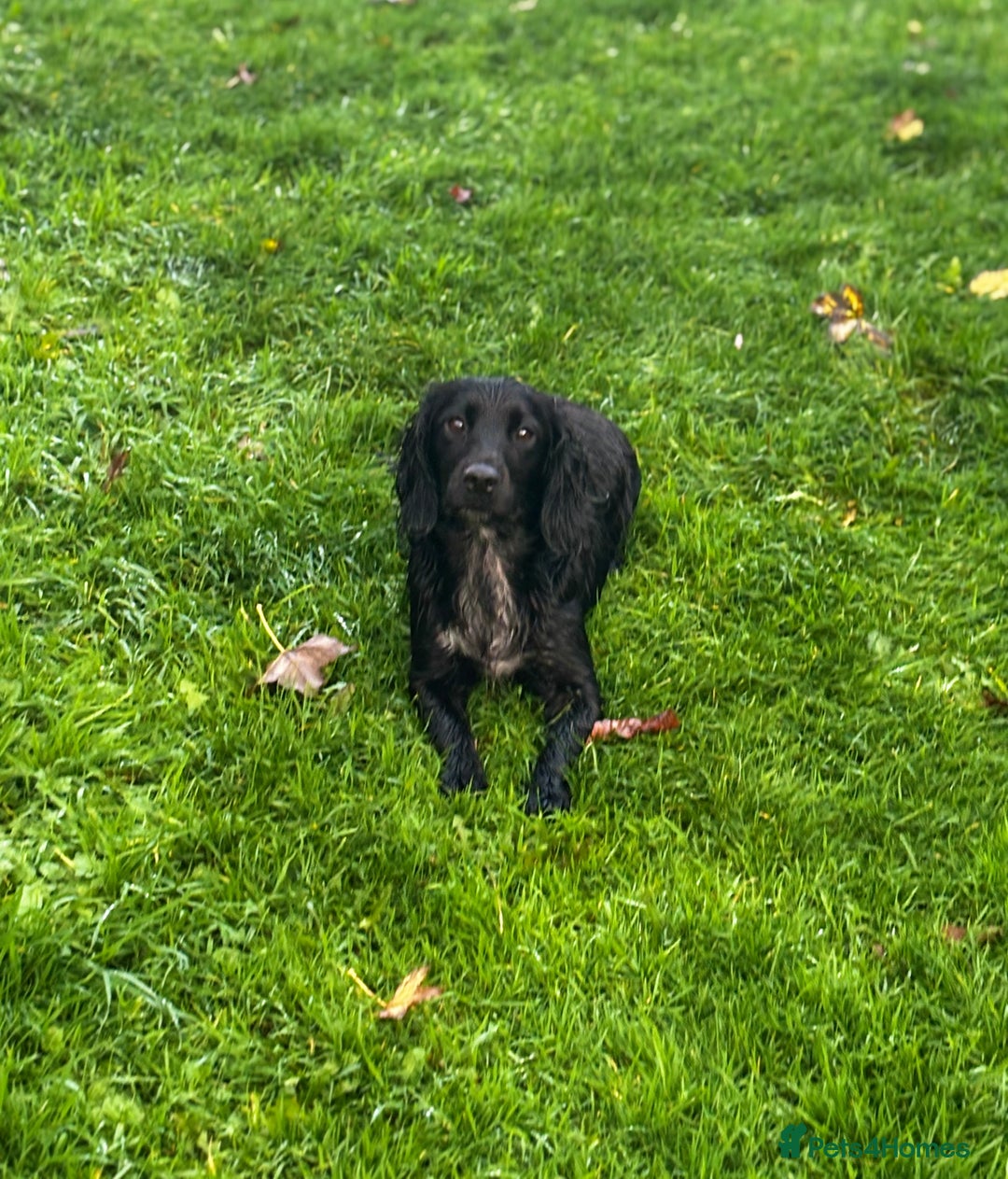 Cocker Spaniel dogs for sale: Adorable cocker spaniel puppies - Image 17