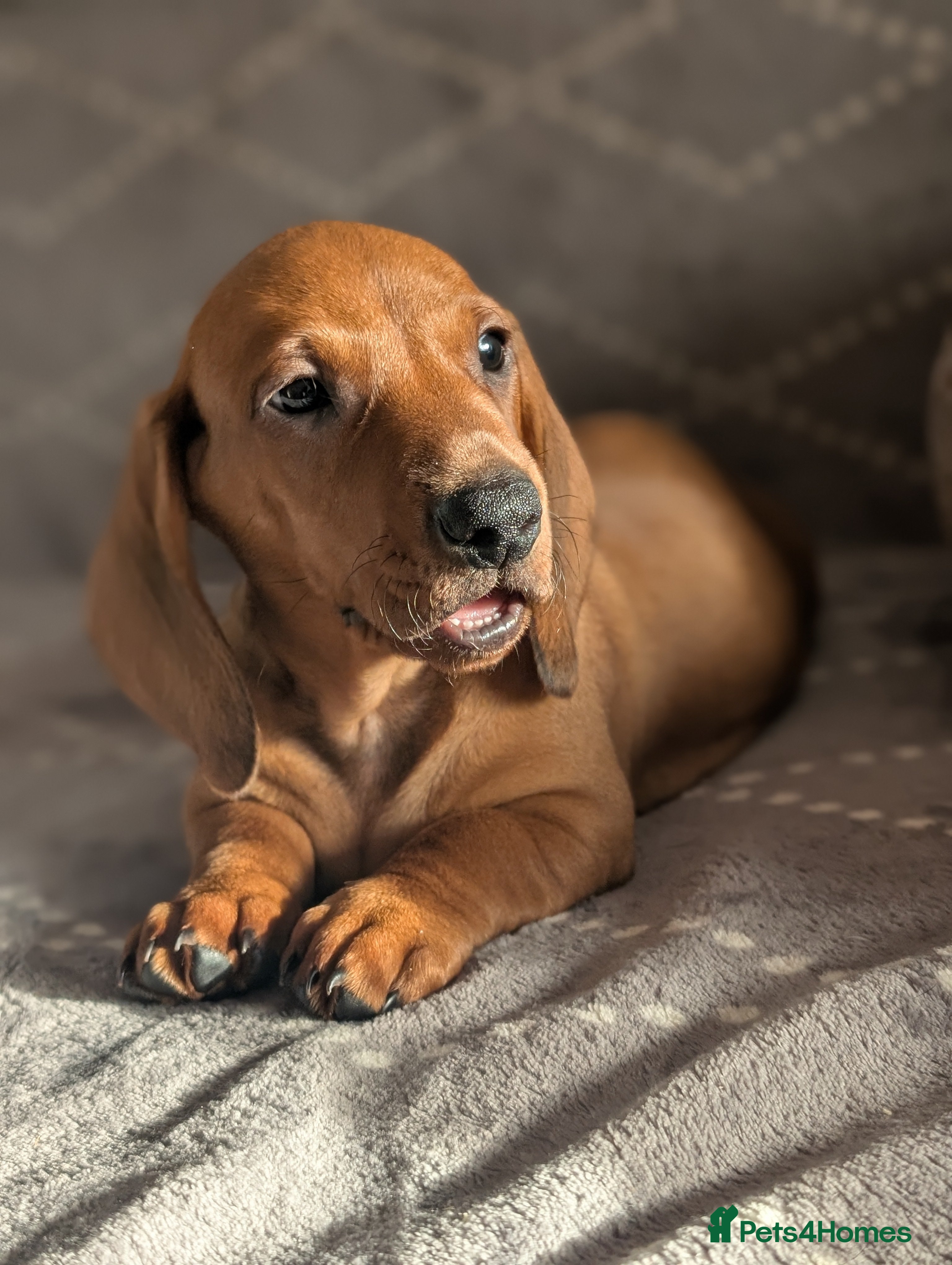 Dachshund dogs Ready Now Champions Line Standard Dachshund - Advert 3