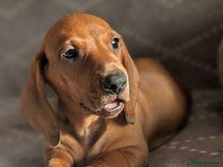 Dachshund dogs Ready Now Champions Line Standard Dachshund - Advert 3