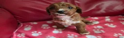Cavapoo dogs for sale: F1 cavapoos  - Advert 13