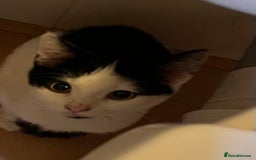 Mixed Breed cats for adoption: Pongo the rescue kitten needs new home - Image 10