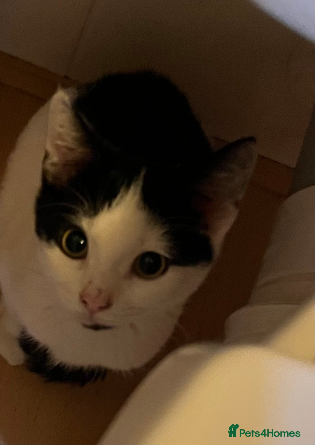 Mixed Breed cats for adoption: Pongo the rescue kitten needs new home - Image 10