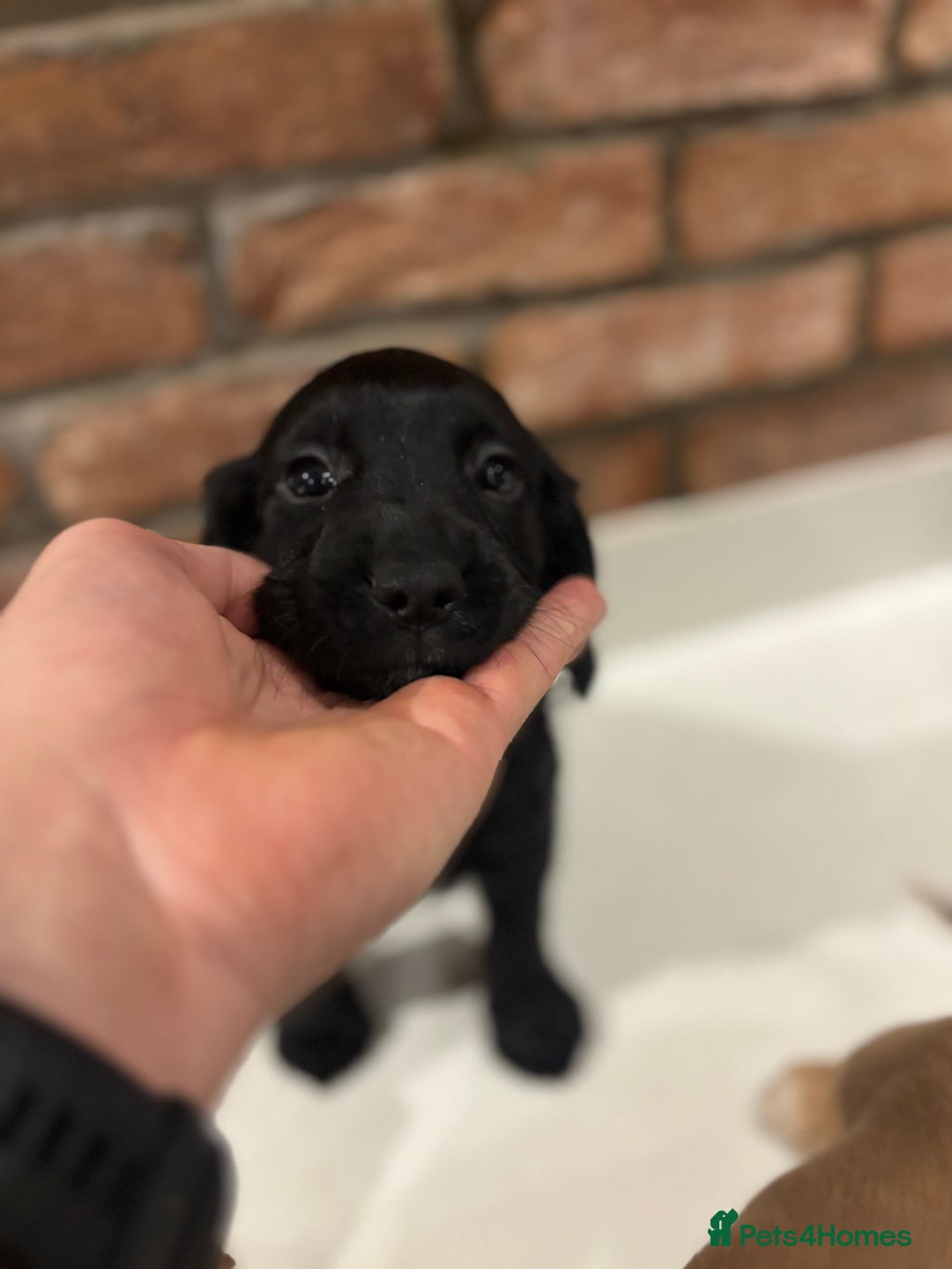 Cocker Spaniel dogs for sale: 1 Black Boy left Working Cocker Spaniel  - Advert 6