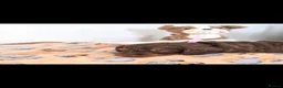 Doxiepoo dogs for sale: Stunning F1 doxipoo puppies  - Advert 7