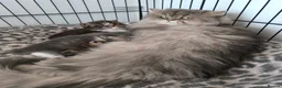 British Longhair cats for sale: Stunning British Longhair Kittens  - Advert 19