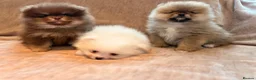 Pomeranian dogs for sale: Beautiful Pomeranian babies - Advert 18