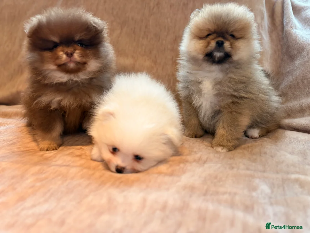 Pomeranian dogs for sale: Beautiful Pomeranian babies - Advert 18