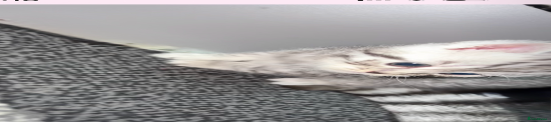 British Shorthair Kitten 4